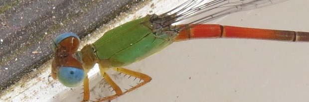 Dragonfly.jpg
