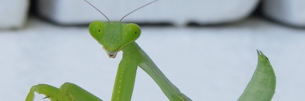 Mantis.jpg