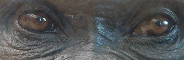 gorilla.jpg