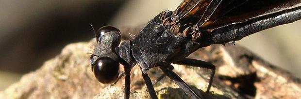 pb300686.jpg