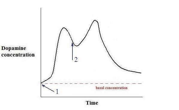 dopamine conc vs. time  2 bites