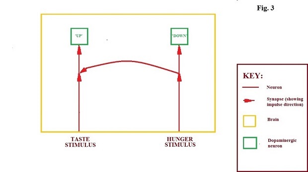 fig. 3   connection between hunger and taste da neurons