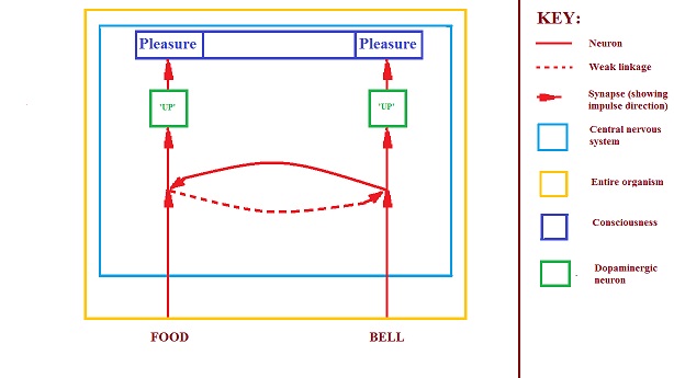food-bell fully conditioned